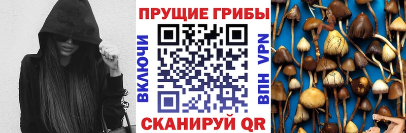 Галлюциногенные грибы Psilocybe  Шлиссельбург 